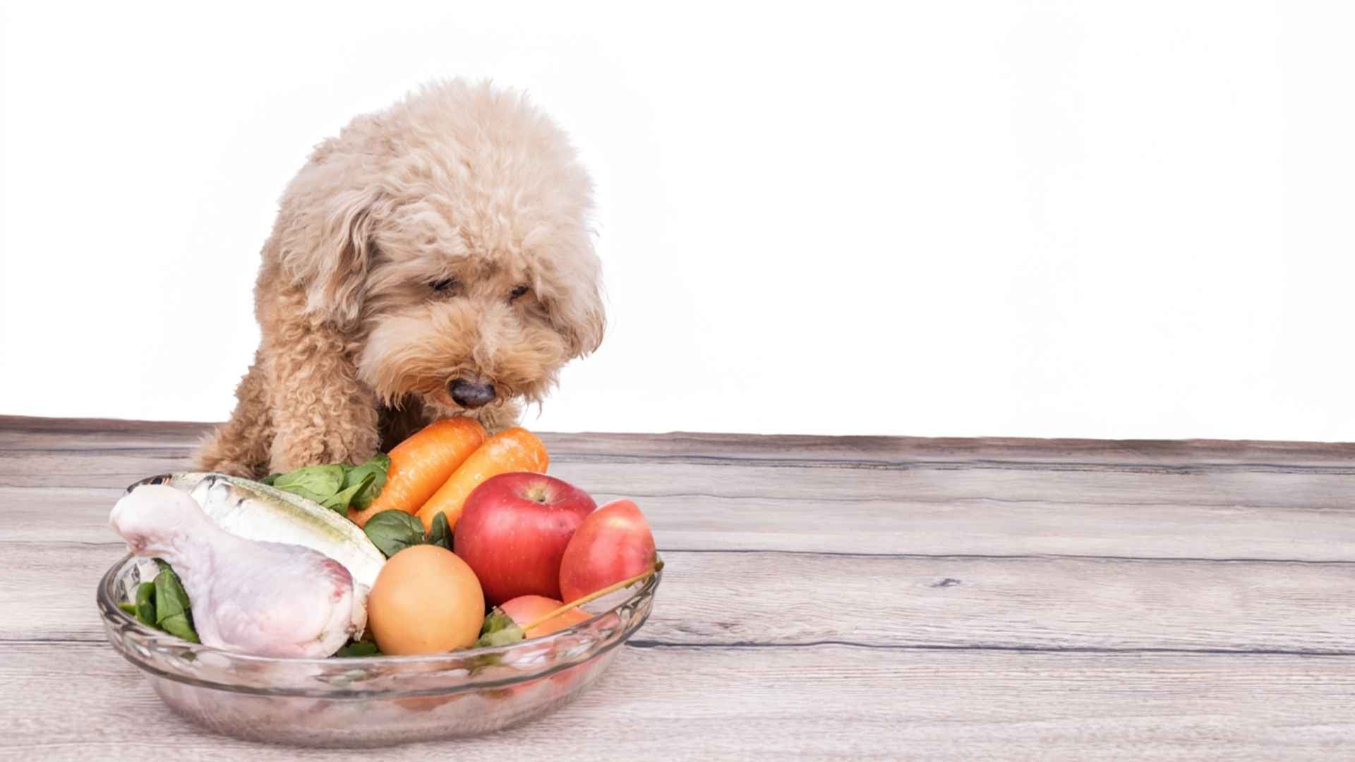 Perro le gusta la comida natural